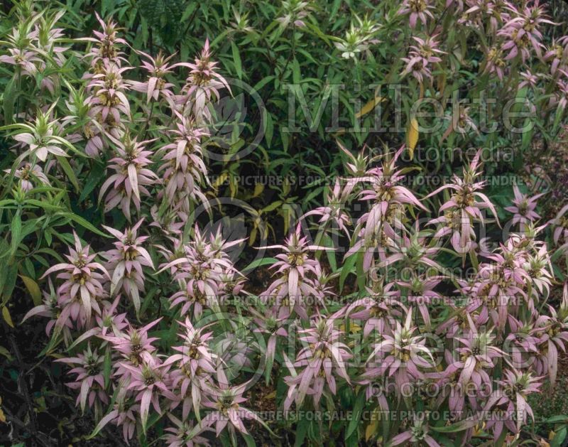 Monarda punctata (Bee Balm bergamot) 6  