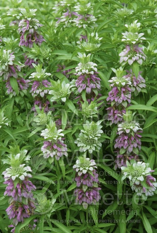 Monarda punctata (Bee Balm bergamot) 3  