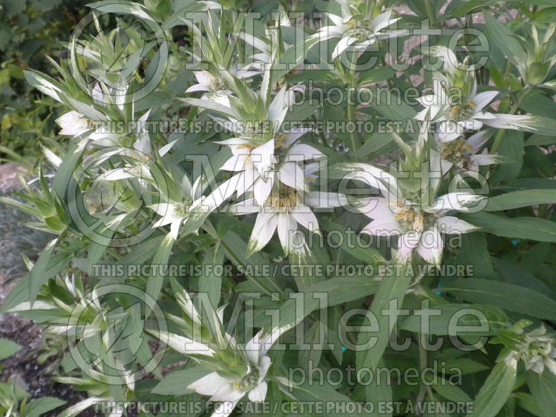 Monarda punctata var. villicaulis (Bee Balm bergamot) 1  