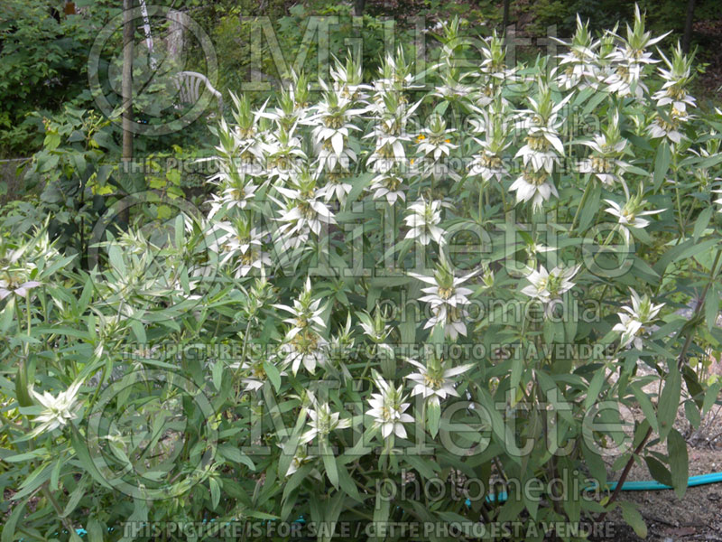 Monarda punctata var. villicaulis (Bee Balm bergamot) 2  