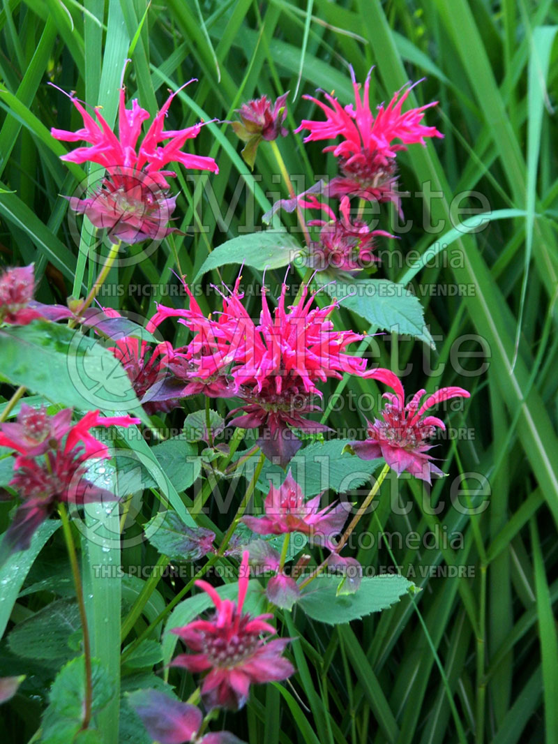 Monarda Raspberry Wine (Bee Balm bergamot)  1