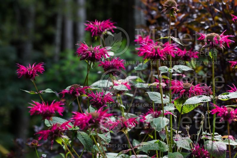 Monarda Raspberry Wine (Bee Balm bergamot) 3 