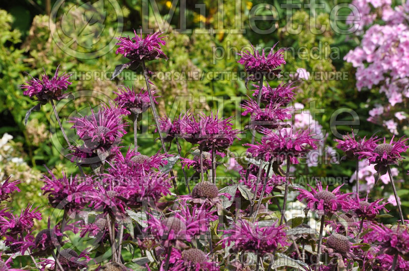 Monarda Saxon Purple (Bee Balm bergamot) 2  