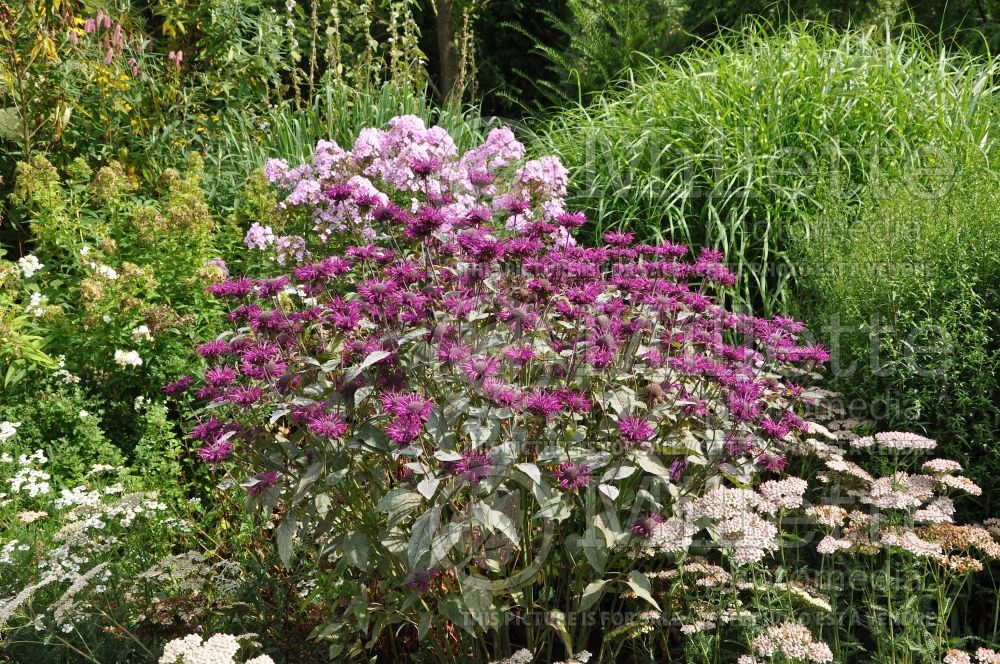 Monarda Saxon Purple (Bee Balm bergamot) 1  