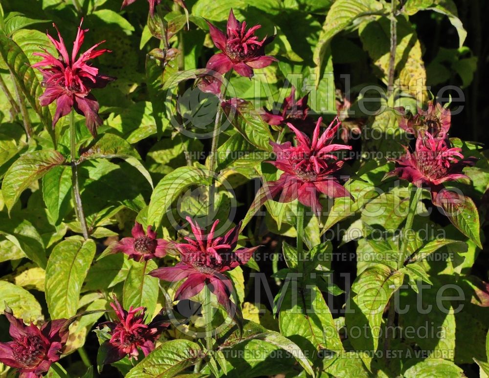 Monarda Shelley (Bee Balm bergamot) 1  