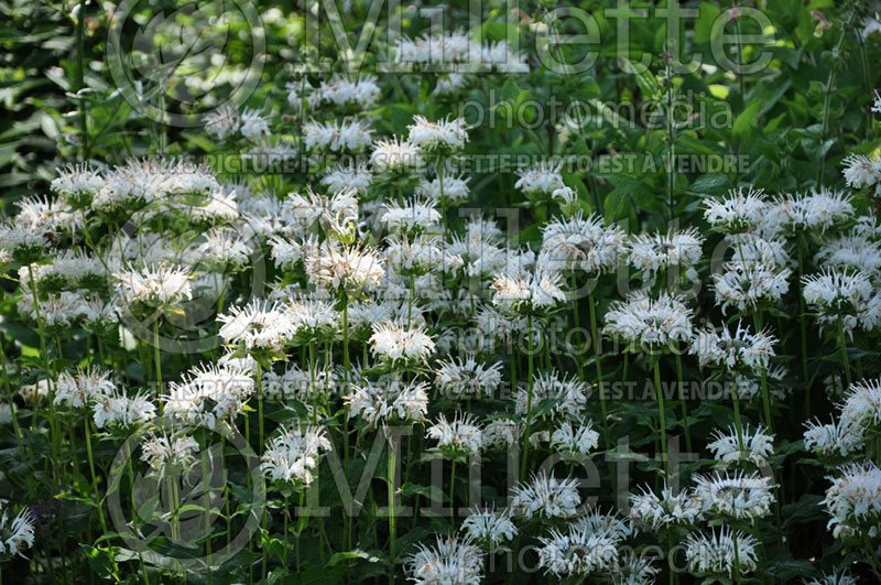 Monarda Snow Maiden or Schneewittchen (Bee Balm bergamot) 1  