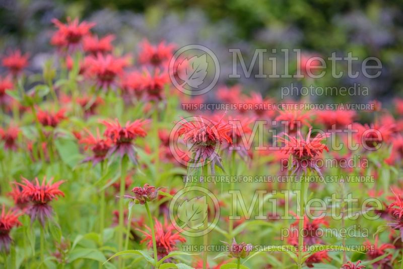 Monarda Squaw (Bee Balm bergamot) 1  