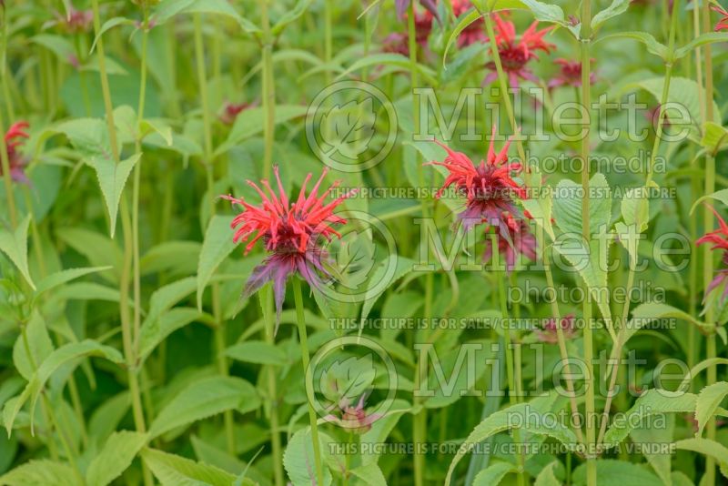 Monarda Squaw (Bee Balm bergamot) 2  