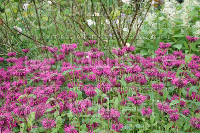 Monarda Vintage Wine (Bee Balm bergamot) 2  