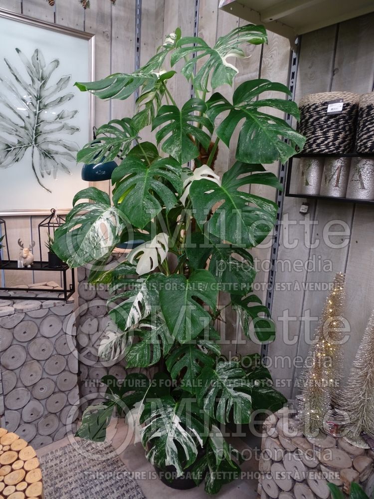 Monstera Variegata (shingle plant) 1  
