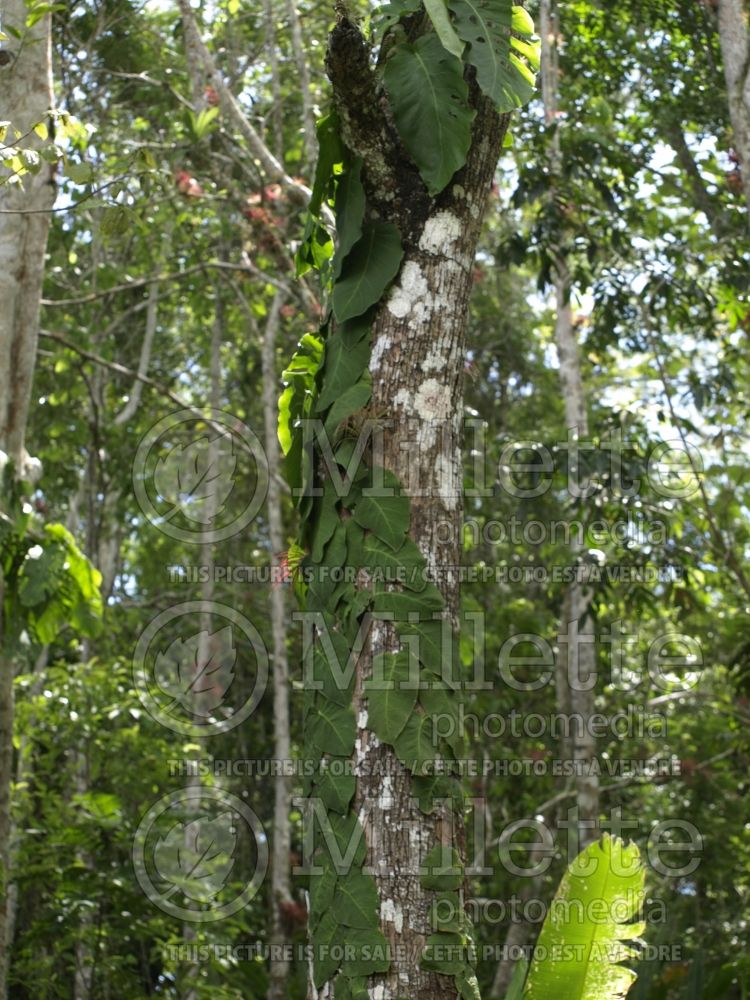 Monstera dubia (shingle plant) 1  