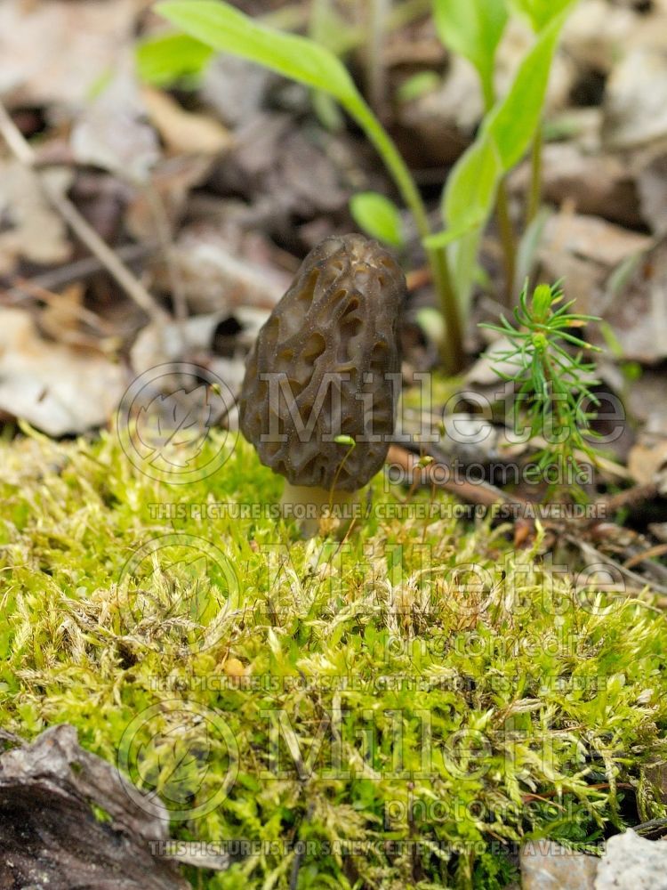 Morchella elata (Black Morel edible mushroom Morille) 5 