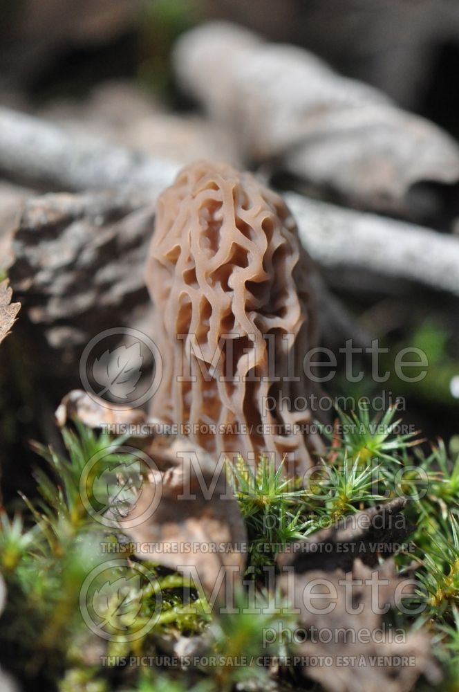 Morchella elata (Black Morel) (Edible mushroom) 15 