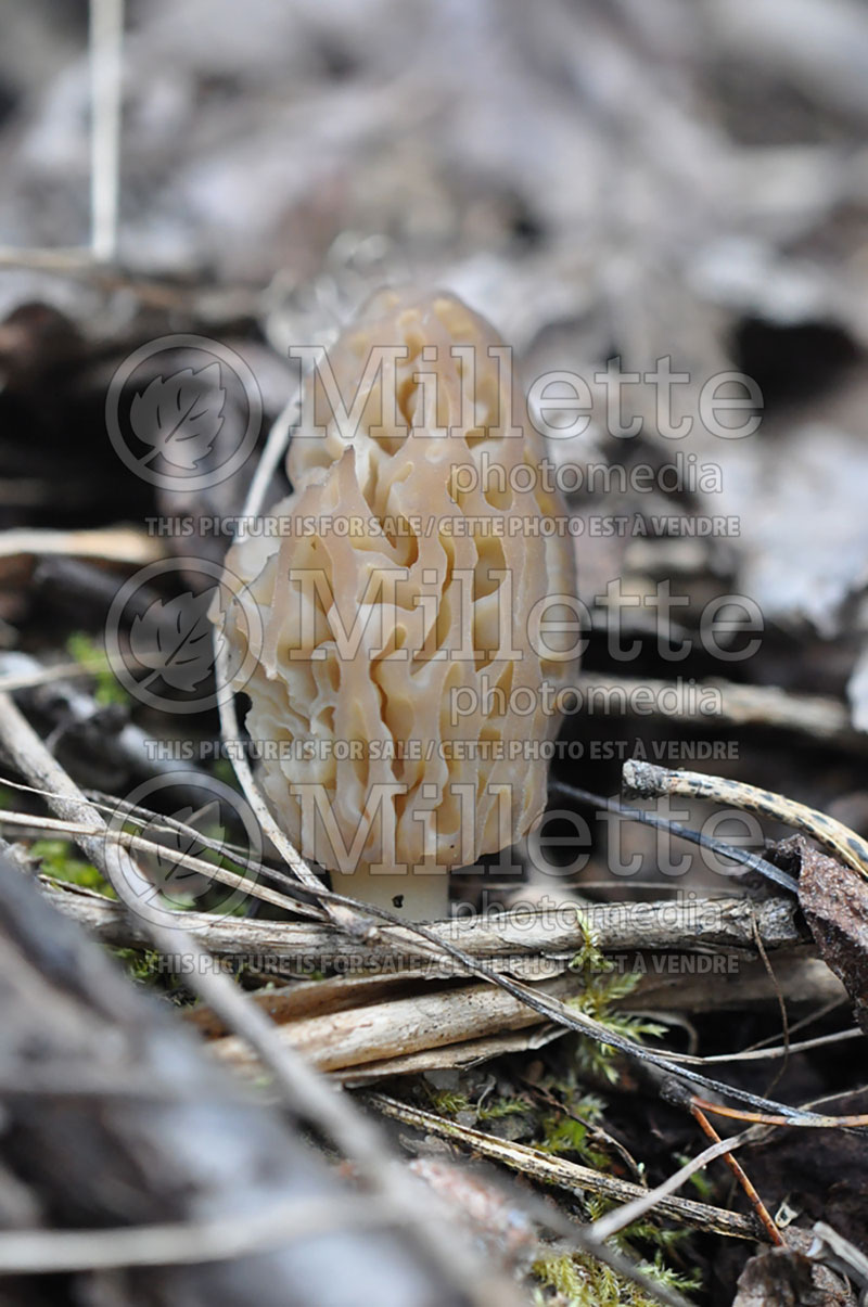 Morchella elata (Black Morel) (Edible mushroom) 17 