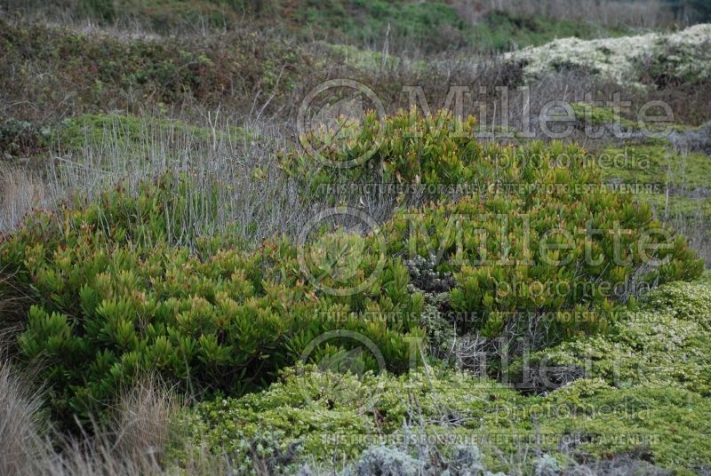 Morella aka Myrica californica (California Bayberry, California Wax Myrtle) 7