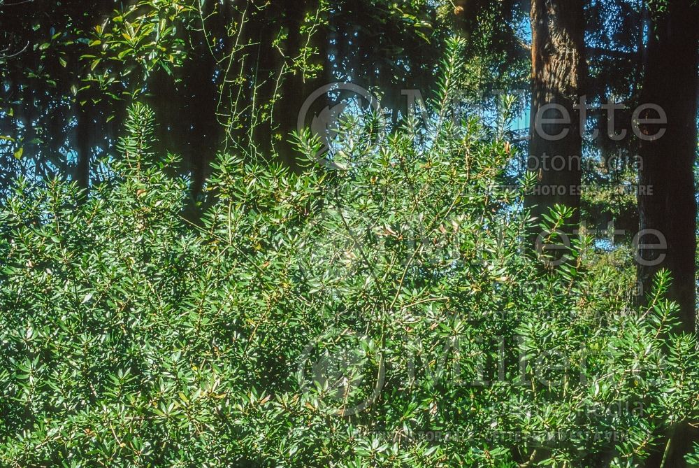 Morella aka Myrica californica (California Bayberry, California Wax Myrtle) 10