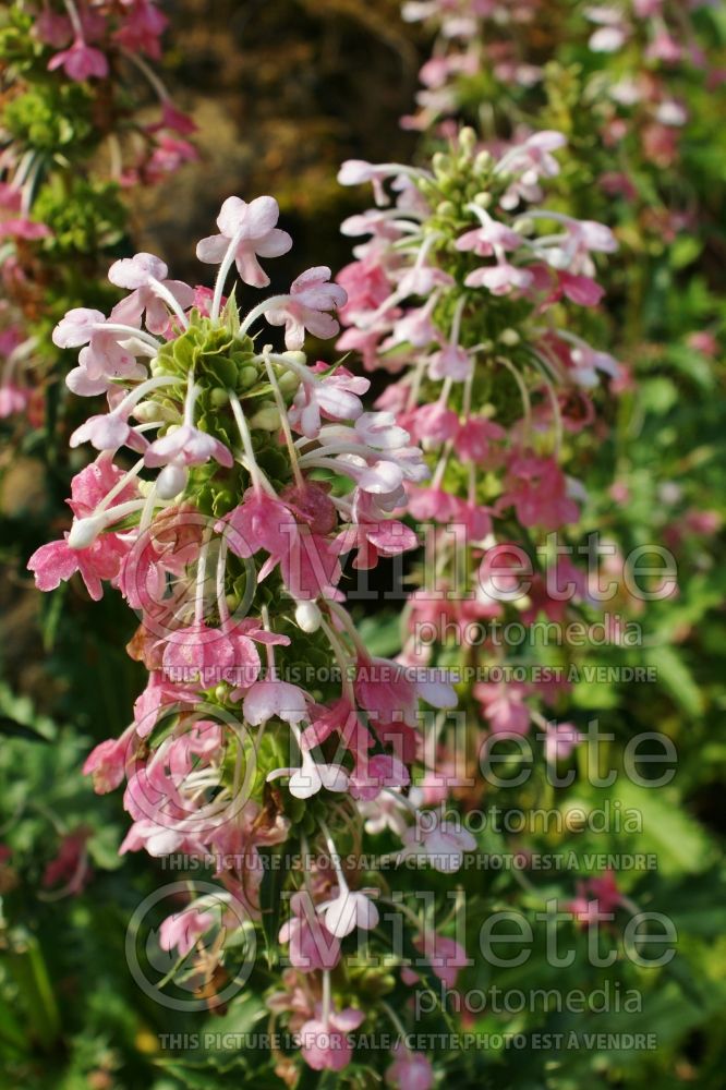 Morina longifolia (Himalayan whorlflower) 4 