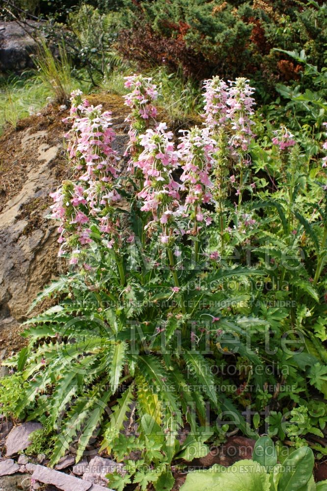 Morina longifolia (Himalayan whorlflower) 5 