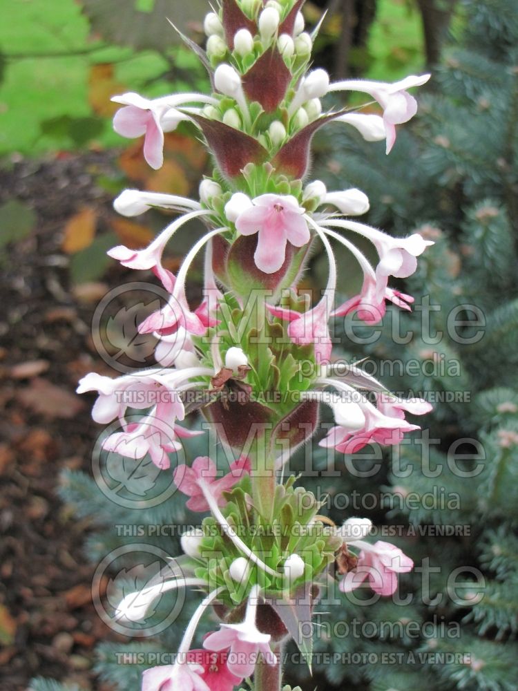 Morina longifolia (Himalayan whorlflower) 3 
