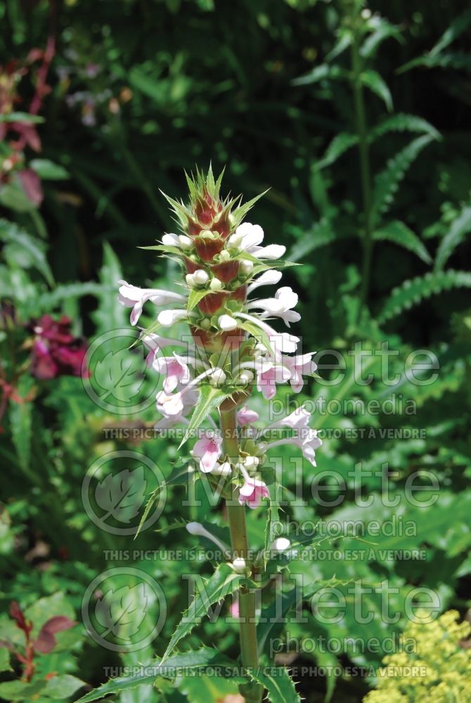 Morina longifolia (Himalayan whorlflower) 1 