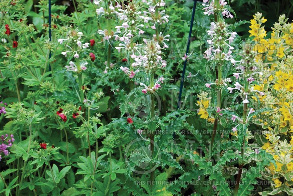 Morina longifolia (Himalayan whorlflower) 2 