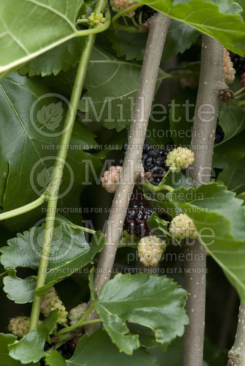 Morus Pendula (Mulberry)  2