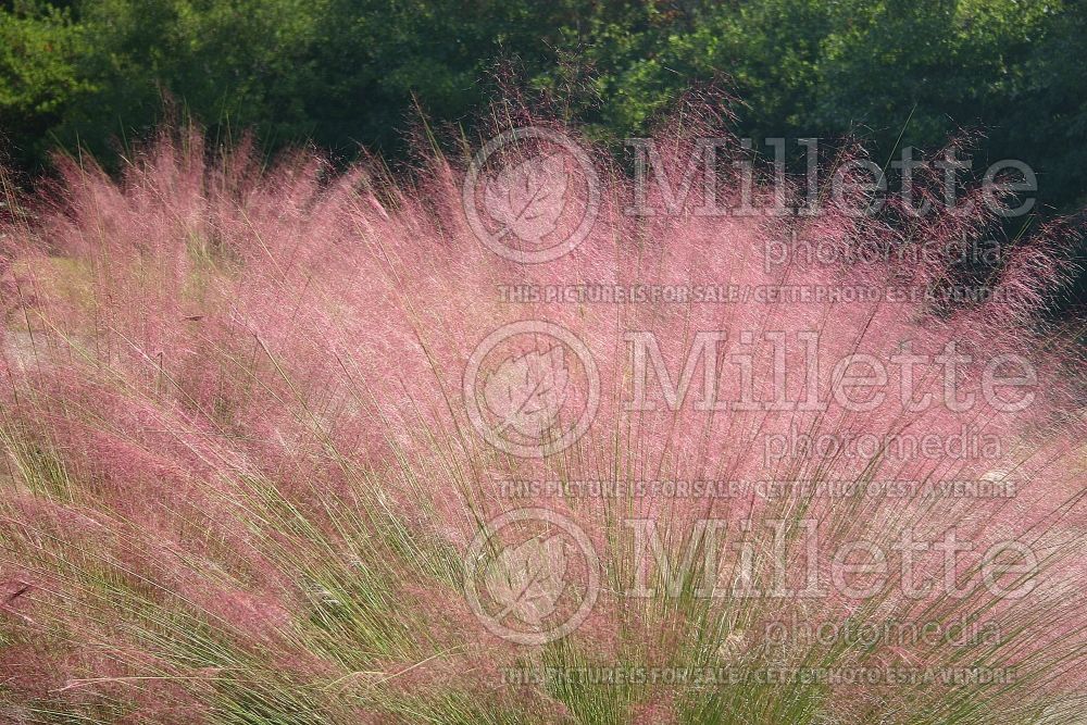 Muhlenbergia capillaris (Muhly grass) 4  