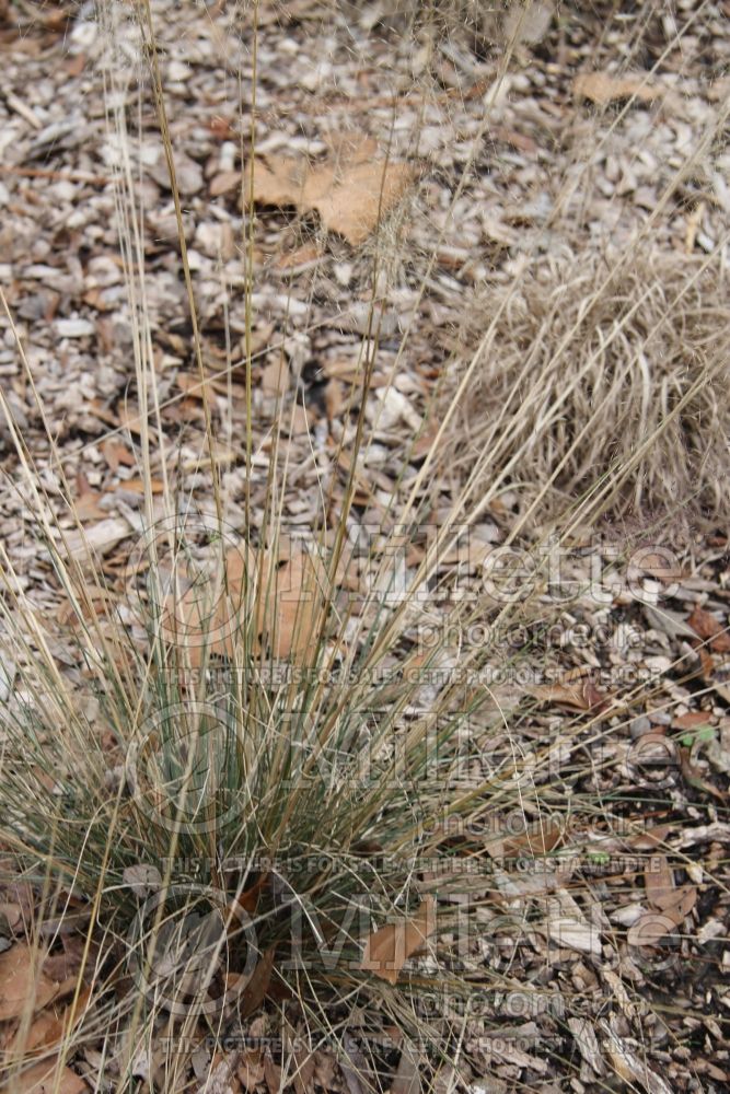 Muhlenbergia Fast Forward (Muhly grass) 1 