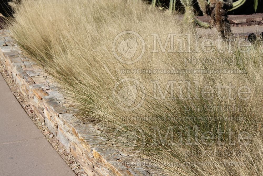 Muhlenbergia Regal Mist (Muhly grass) 1  