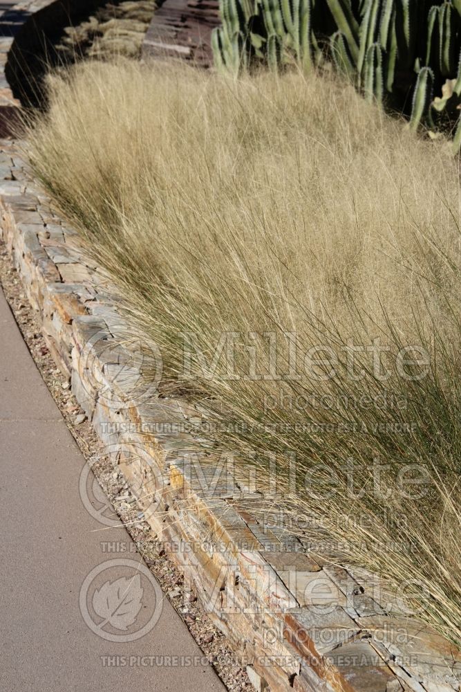 Muhlenbergia Regal Mist (Muhly grass) 2  