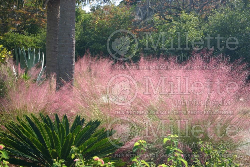 Muhlenbergia capillaris (Muhly grass) 3  