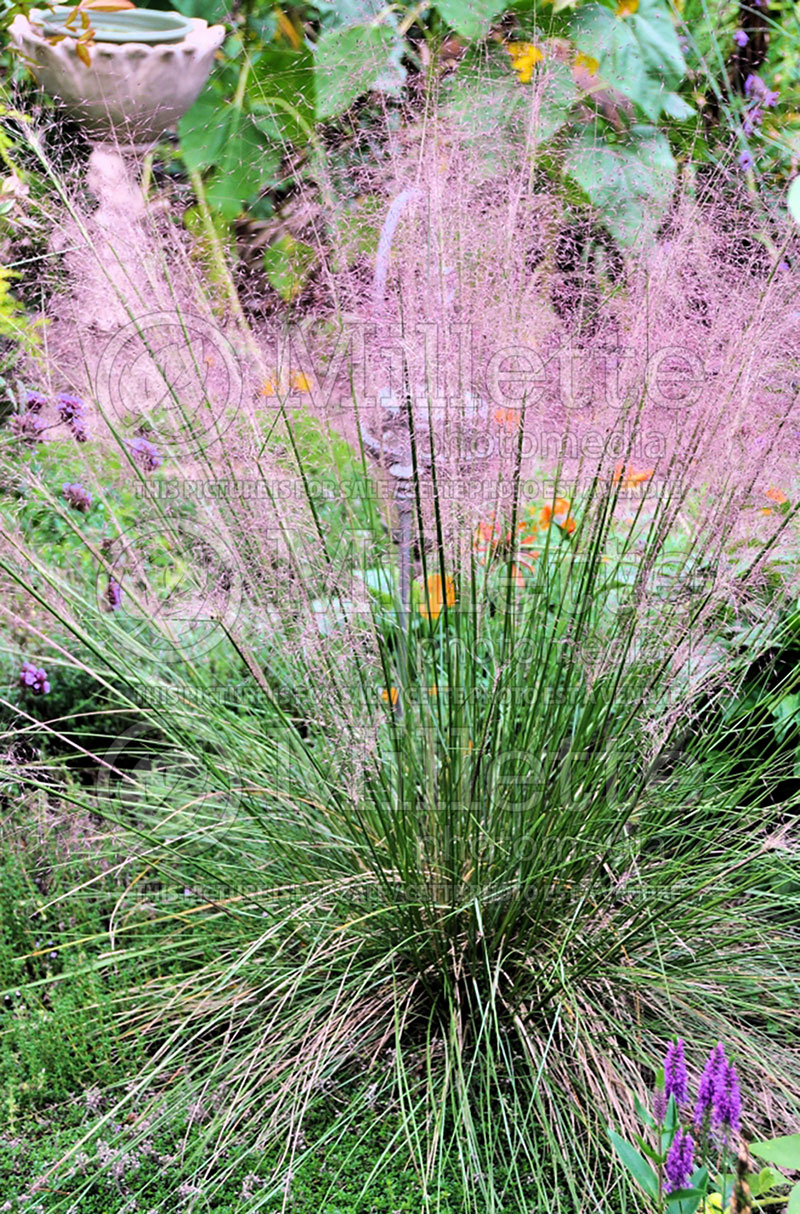 Muhlenbergia Pink Cloud (Muhly grass) 1  