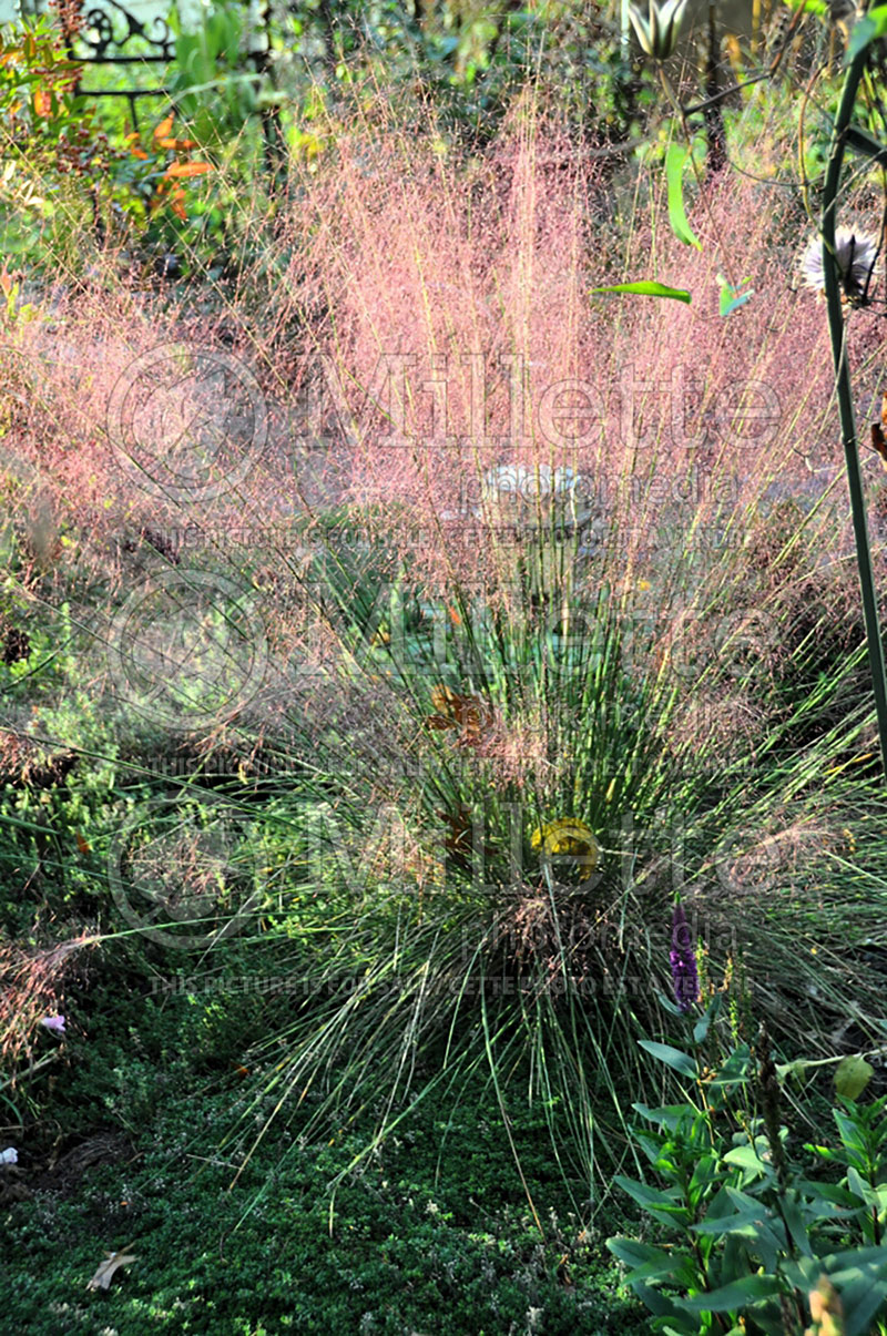 Muhlenbergia Pink Flamingos (Muhly grass) 2 