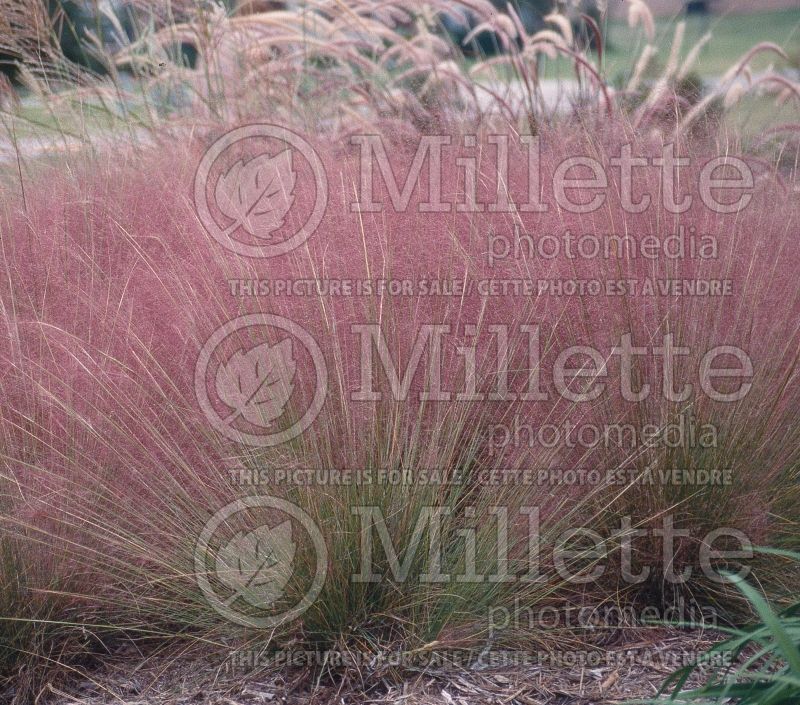 Muhlenbergia capillaris (Muhly grass) 1  