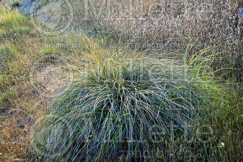 Muhlenbergia rigens (Muhly or Deer grass) 1 