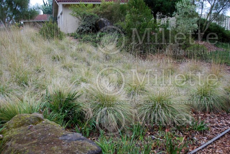 Muhlenbergia rigens (Muhly or Deer grass) 2 