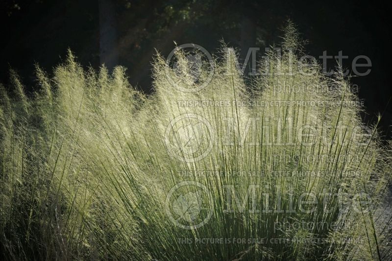 Muhlenbergia White Cloud (Muhly grass) 2  