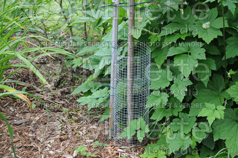 Protection against voles in the garden - garden works 1