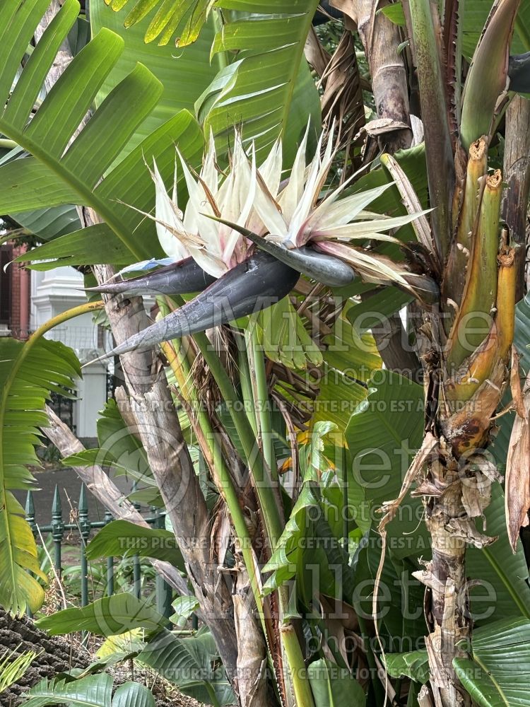 Musa acuminata (Banana tree fruit) 3 