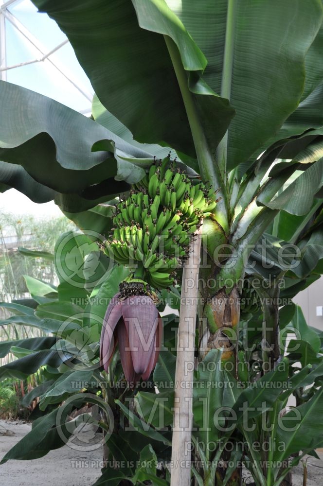 Musa Dwarf Cavendish (Banana tree) 3 