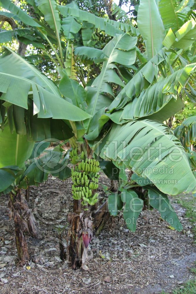 Musa Dwarf Cavendish (Banana tree) 1 