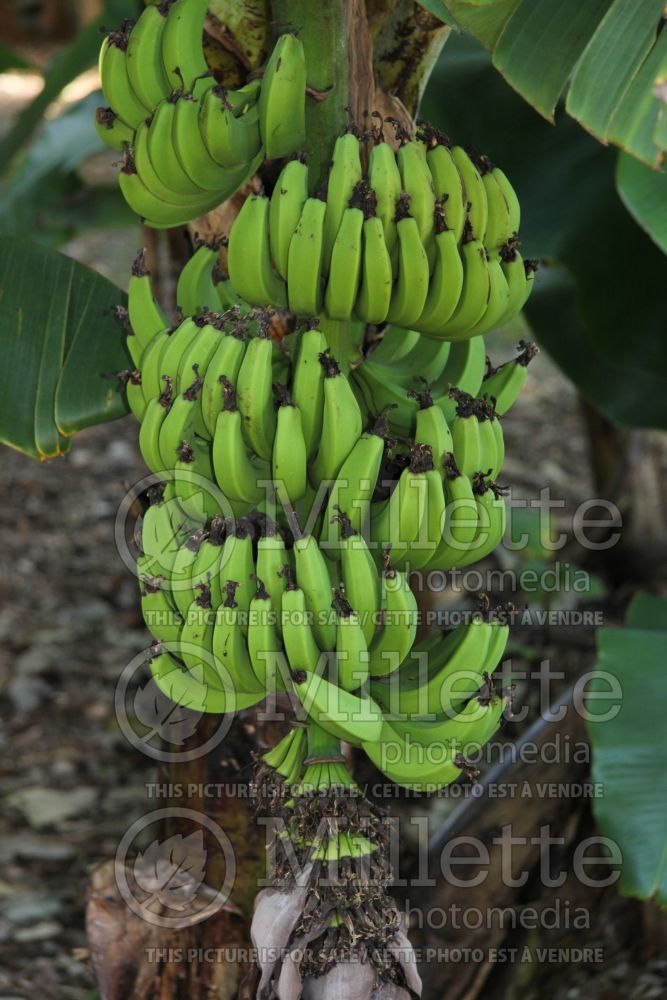 Musa Dwarf Cavendish (Banana tree) 2 