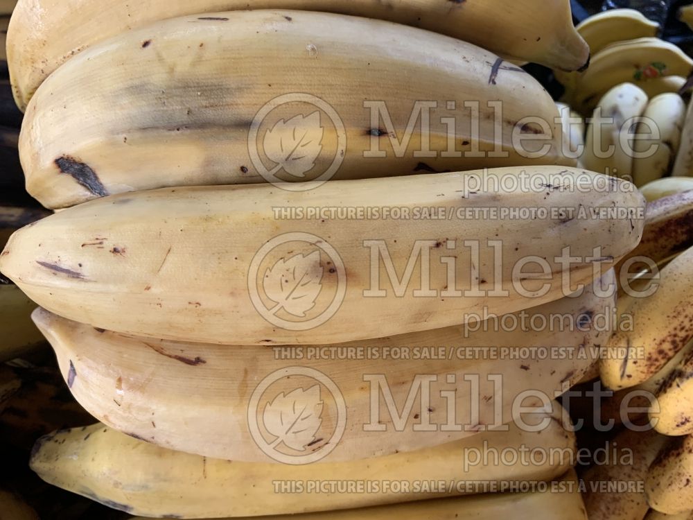 Musa paradisiaca (Edible Banana plantain) 1 