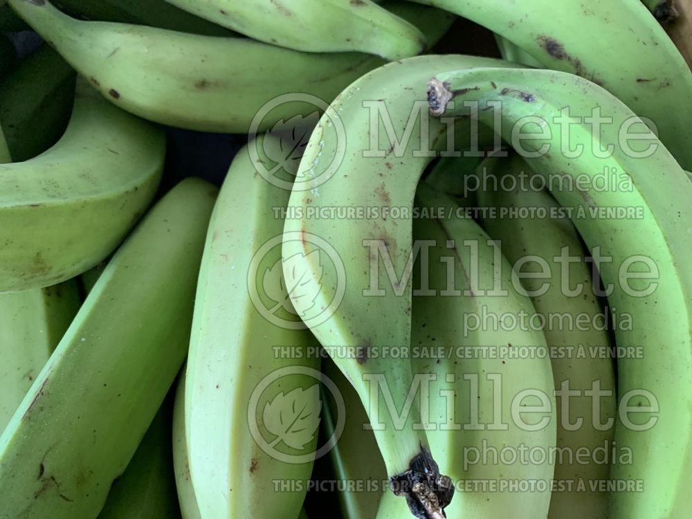 Musa paradisiaca (Edible Banana plantain) 2 