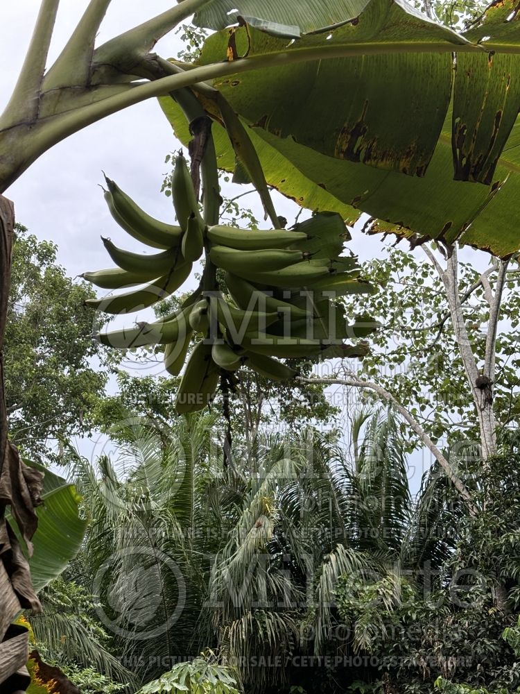 Musa paradisiaca (Edible Banana plantain) 3 