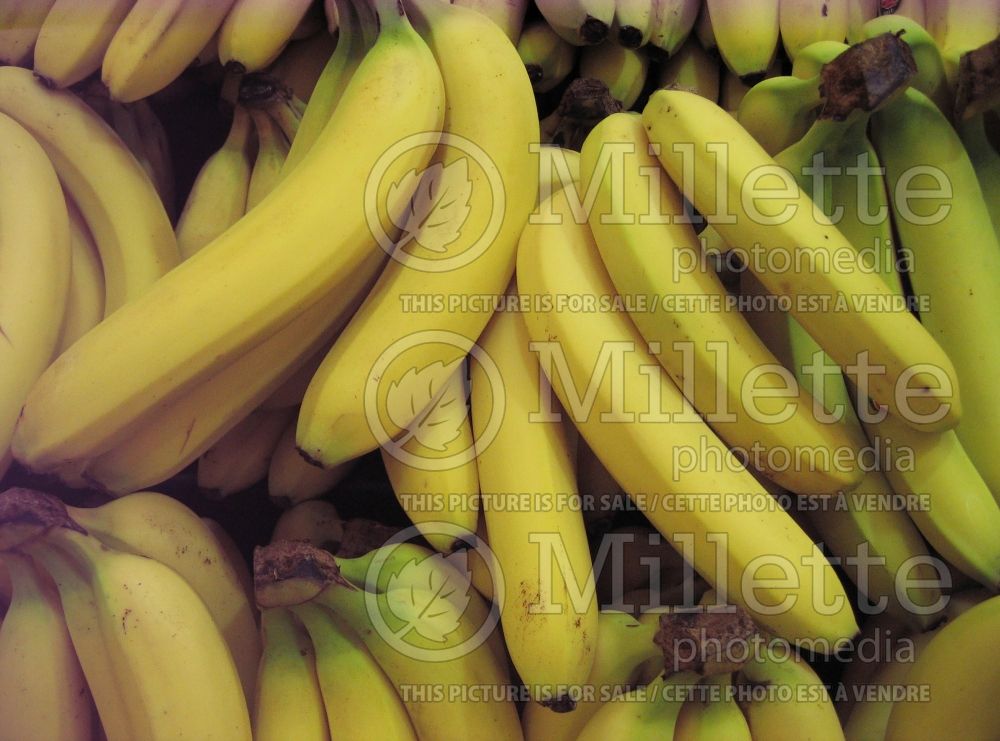 Musa acuminata (Banana tree fruit) 2 