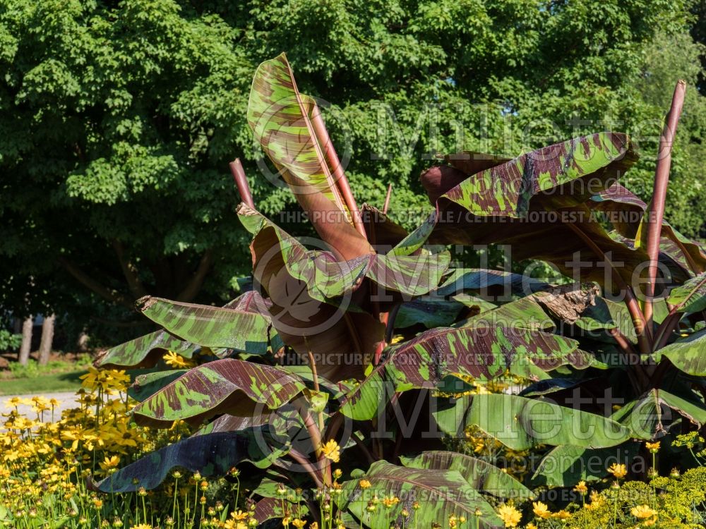 Musa Zebrina (Blood Banana tree) 1 