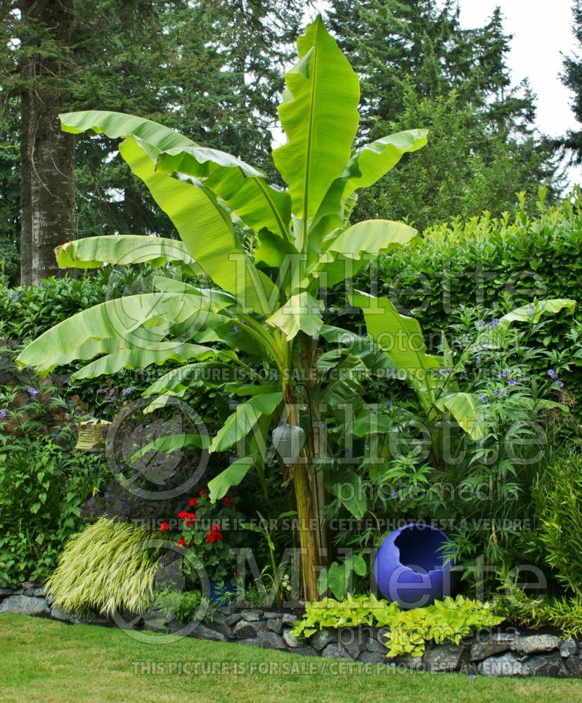 Musa basjoo (Japanese banana) 2 