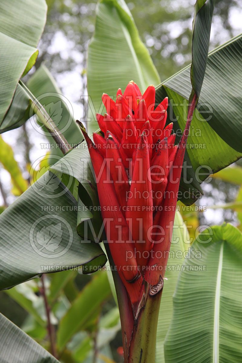 Musa coccinea  (Banana tree)  2