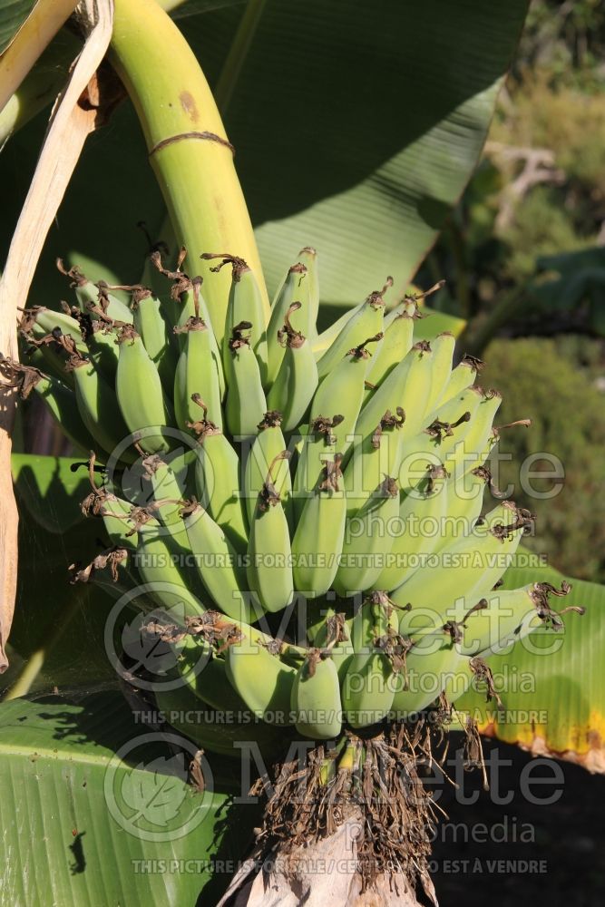 Musa Dwarf Namwa (Dwarf Banana tree) 2 